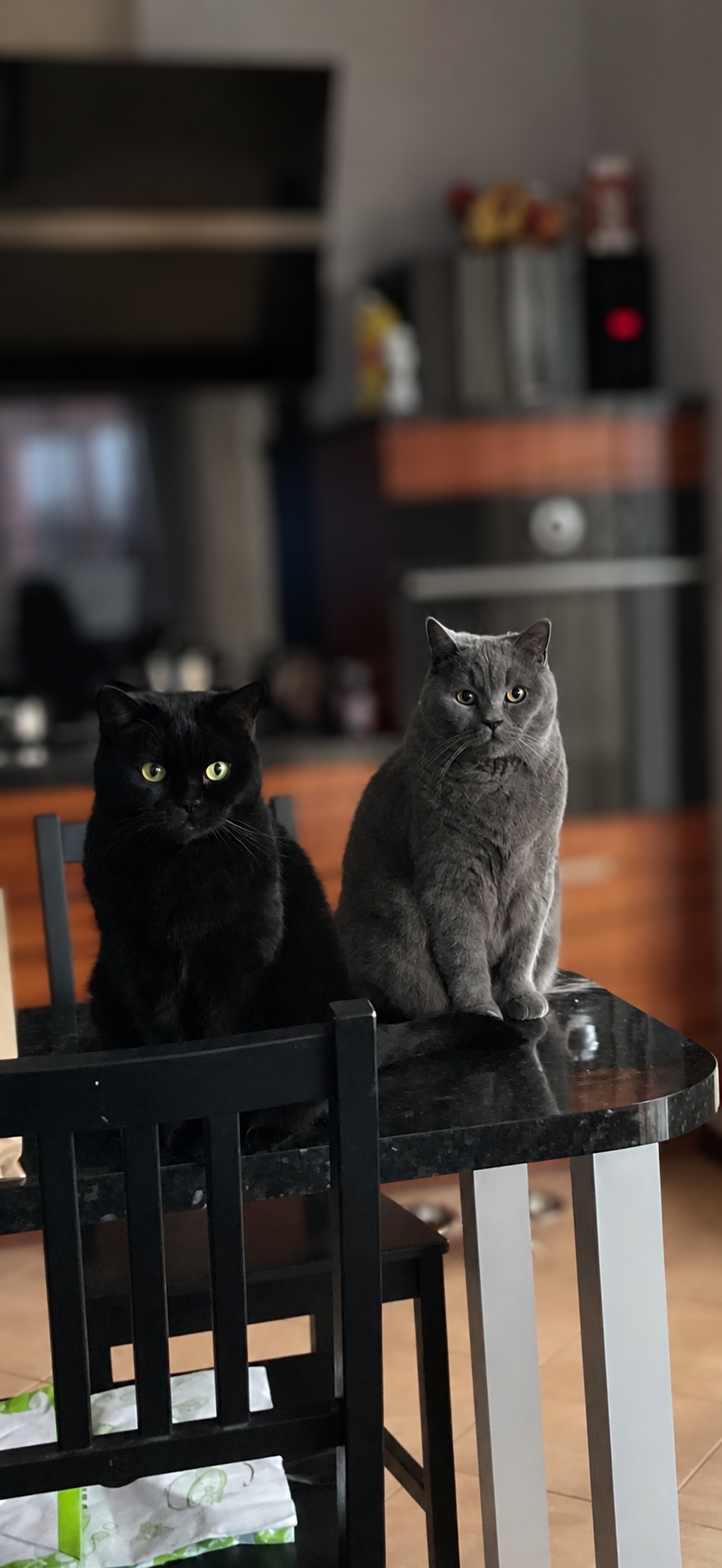 Buffy and Alex, a black cat and a grey cat sitting together on a table